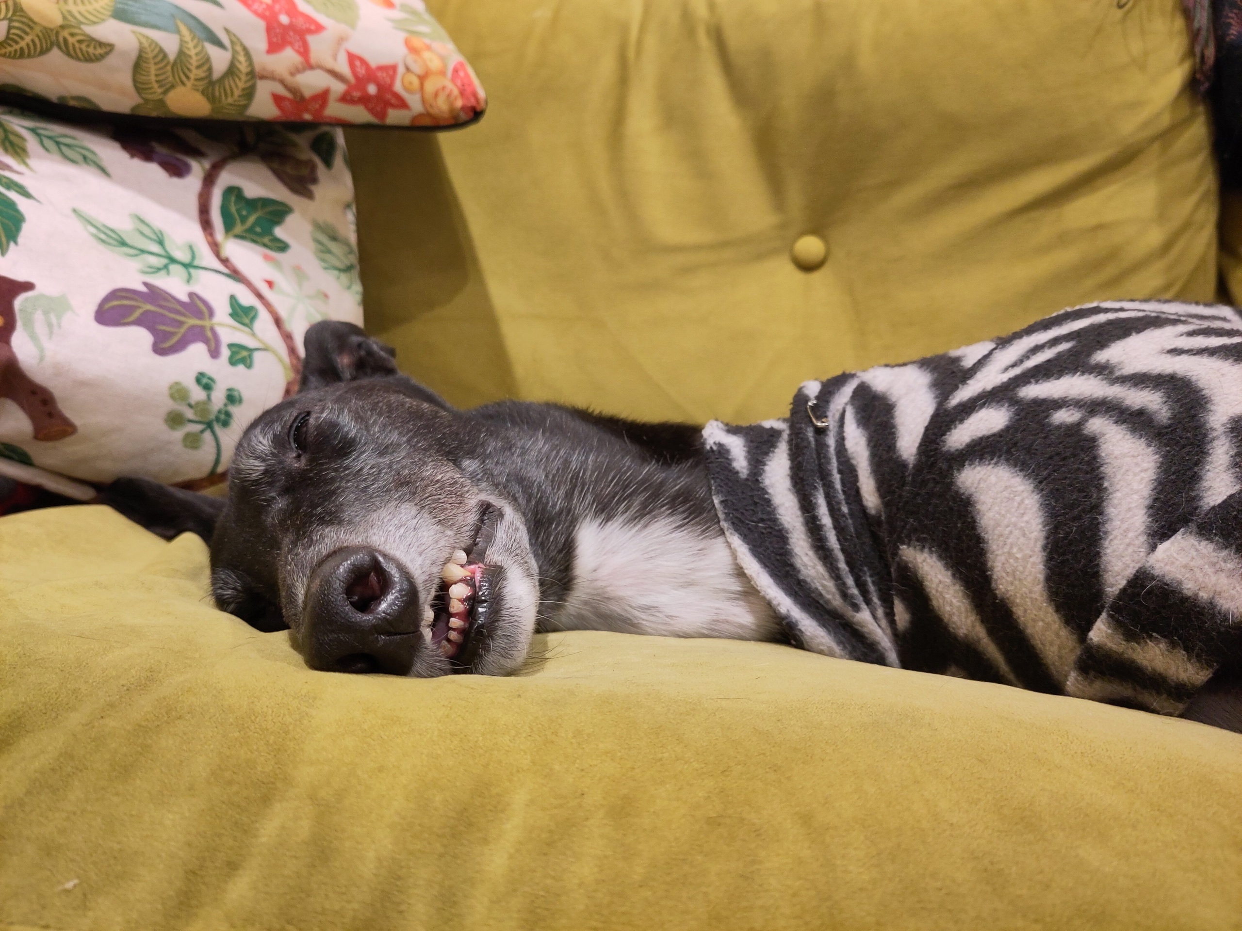 The dog lying sideways on a yellow couch in a zebra-print jumper