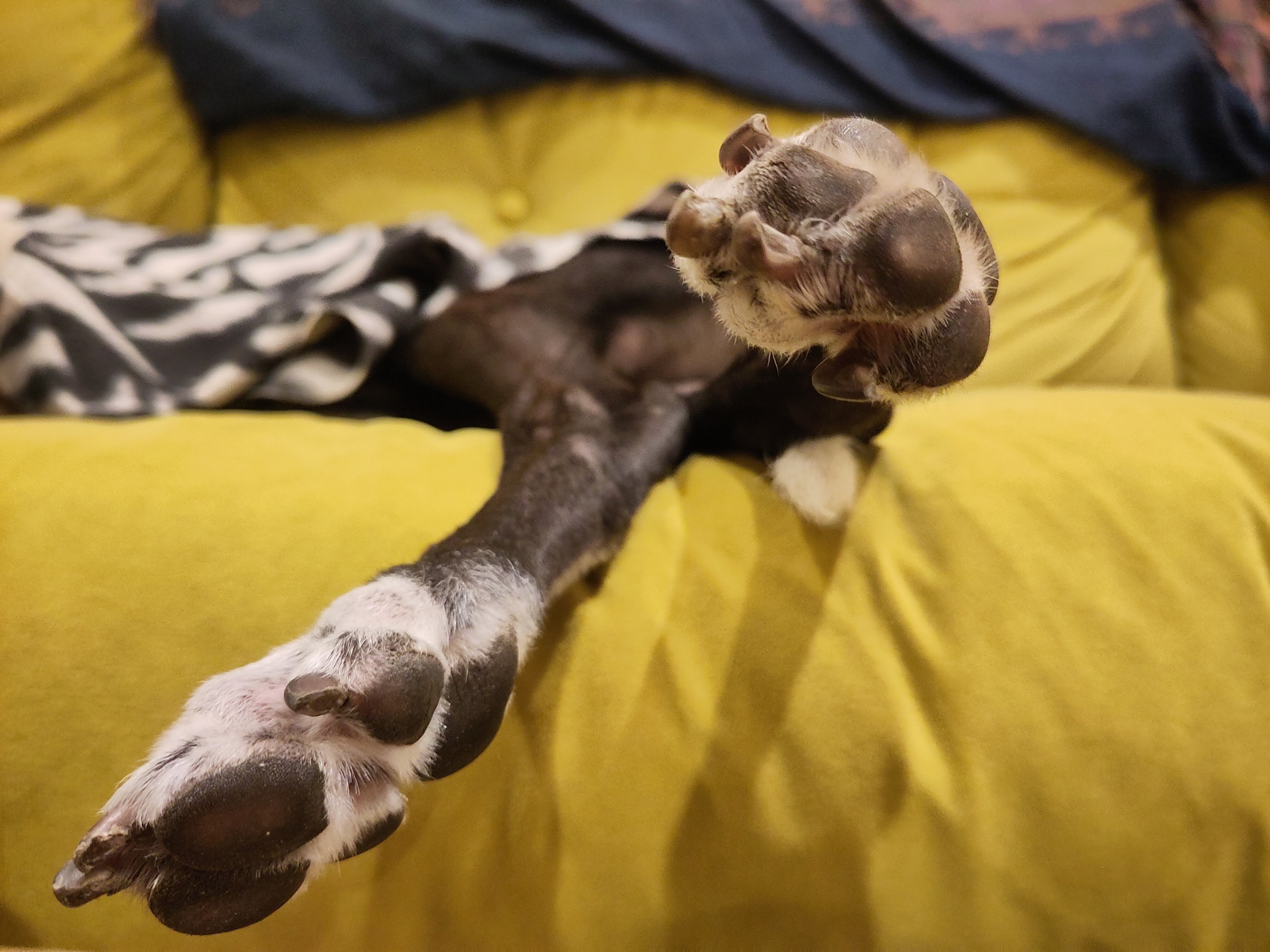 The dog's two outstretched paws, with paw pads facing the camera