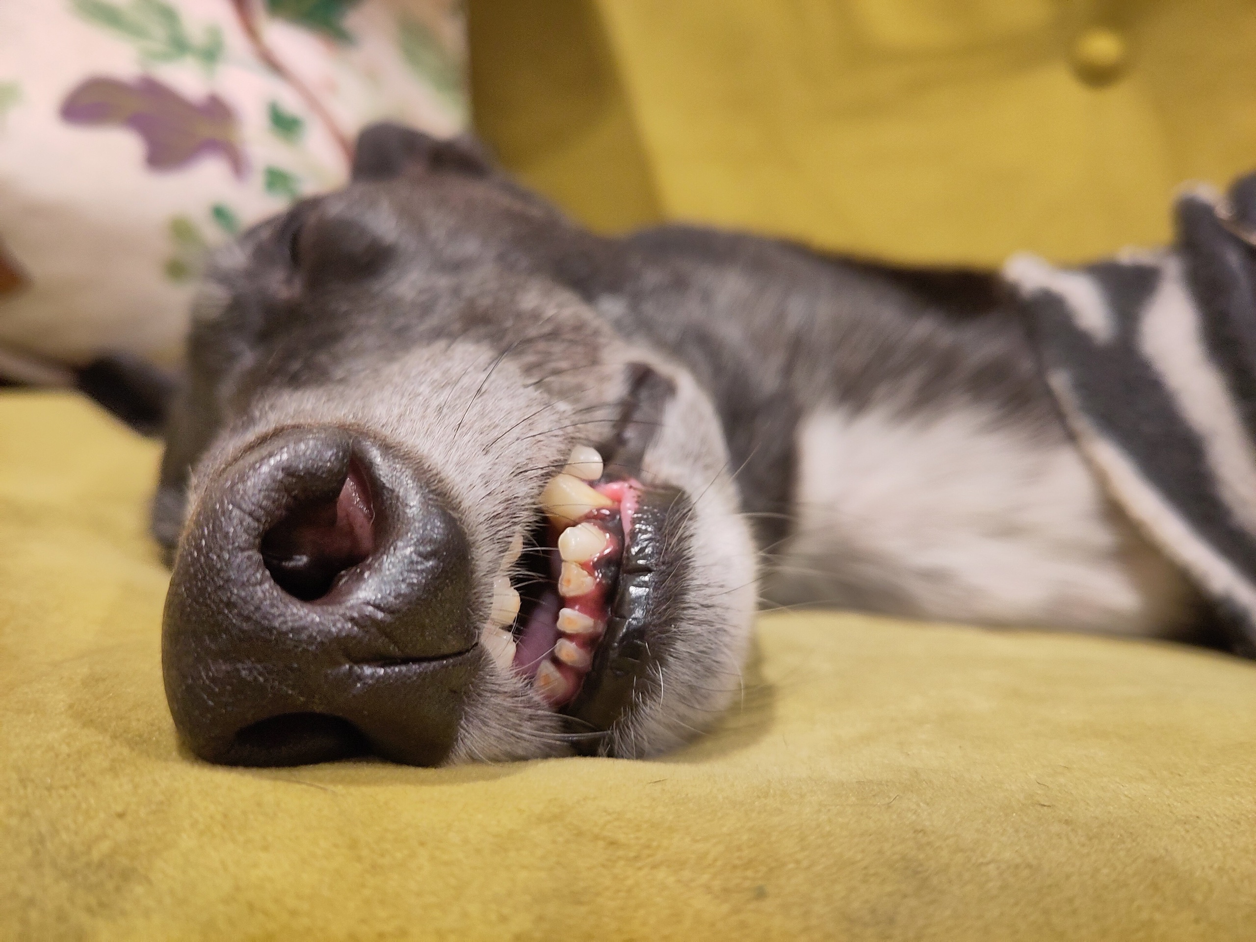A very close view of a sleepy dog's snoot and tiny toothy grin